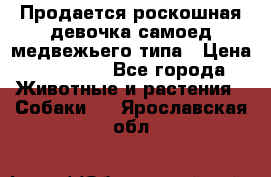 Продается роскошная девочка самоед медвежьего типа › Цена ­ 35 000 - Все города Животные и растения » Собаки   . Ярославская обл.